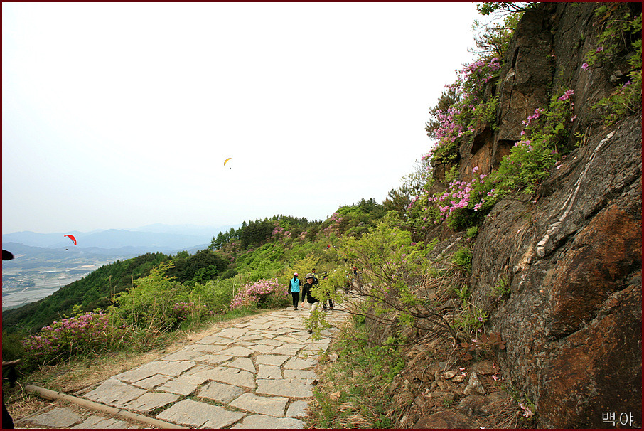 산철죽 군락지 이미지