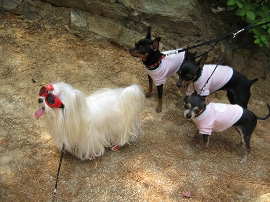 단비네 이미지