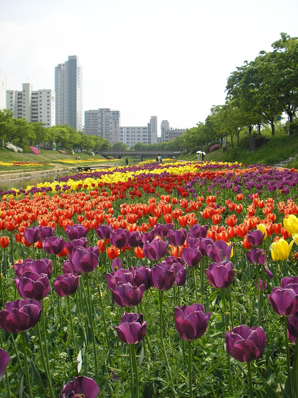 튜울립 이미지